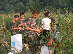 杭州全封闭式学校学生8月田间劳动收玉米